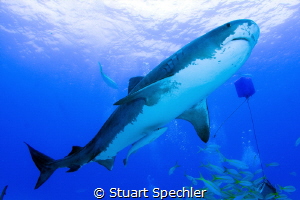 Beautiful tiger shark fly-by in the Bahamas. by Stuart Spechler 